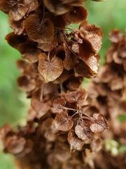 Rumex longifolius