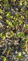 Scaevola plumieri