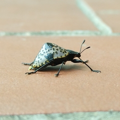 Cypherotylus annulipes