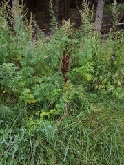 Rumex longifolius