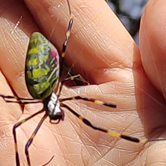Trichonephila clavata