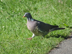 Columba palumbus