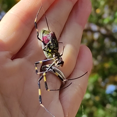 Trichonephila clavata