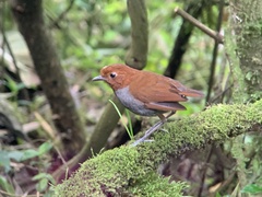 Grallaria rufocinerea