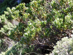 Leucadendron strobilinum