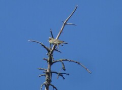 Phylloscopus trochilus