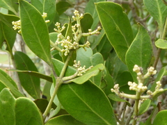 Olea capensis enervis