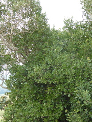 Olea capensis enervis