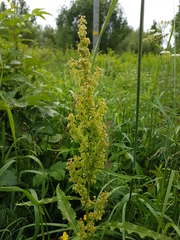 Rumex longifolius