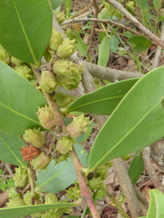 Pterocelastrus echinatus