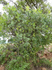 Pterocelastrus echinatus