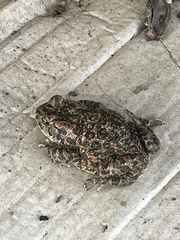 Bufotes viridis balearicus