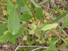 Pterocelastrus echinatus