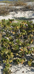 Scaevola plumieri