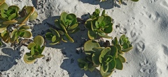 Scaevola plumieri