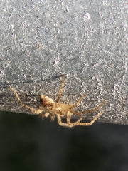 Anyphaena accentuata