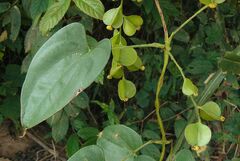 Dioscorea alata