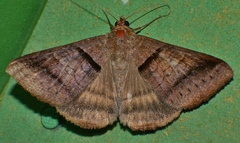 Mocis trifasciata