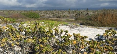 Scaevola plumieri