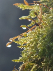 Hypnum cupressiforme