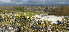 Scaevola plumieri