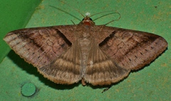 Mocis trifasciata