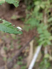 Myllocerus undecimpustulatus