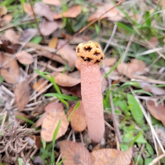 Lysurus periphragmoides