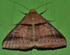 Mocis trifasciata