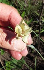 Gladiolus longicollis