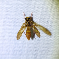 Lissoscarta