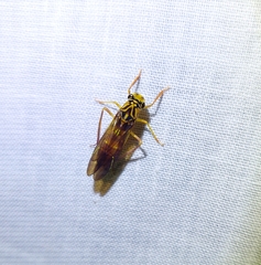 Lissoscarta