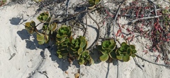 Scaevola plumieri