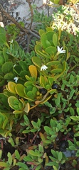 Scaevola plumieri
