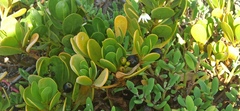 Scaevola plumieri