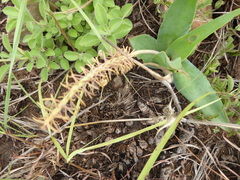 Ledebouria asperifolia
