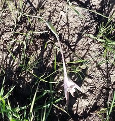 Gladiolus longicollis