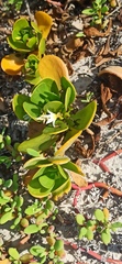 Scaevola plumieri