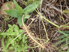Ledebouria asperifolia