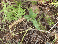 Ledebouria asperifolia