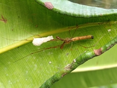 Tetragnatha hasselti