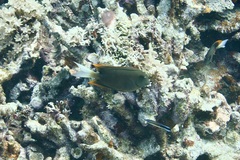 Ctenochaetus tominiensis