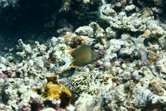 Ctenochaetus tominiensis