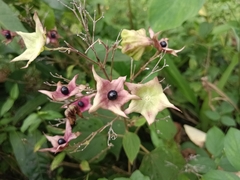 Clerodendrum infortunatum