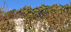 Scaevola plumieri