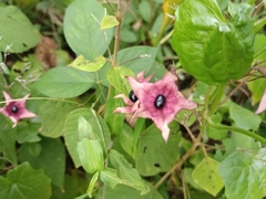Clerodendrum infortunatum