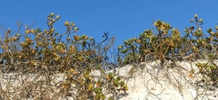 Scaevola plumieri