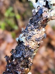 Erythricium aurantiacum