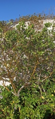 Conocarpus erectus