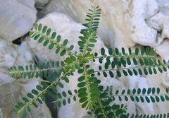 Phyllanthus amarus